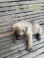 Red collar female, a female Cane Corso for sale in Houston, TX – 3 of 4