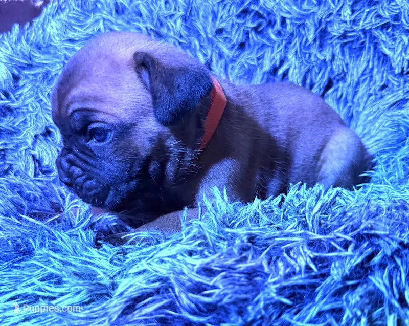 Orange collar female – Cane Corso puppy for sale in Houston, TX