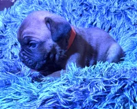 Orange collar female, a female Cane Corso for sale in Houston, TX – 1 of 1