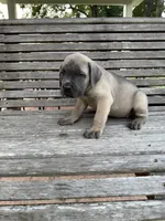 Red collar female, a female Cane Corso for sale in Houston, TX – 4 of 4