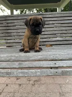 Light Blue collar male, a male Cane Corso for sale in Houston, TX – 4 of 5
