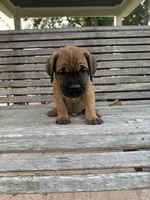 Orange collar female, a female Cane Corso for sale in Houston, TX – 3 of 3