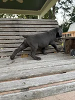 Purple collar female, a female Cane Corso for sale in Houston, TX – 4 of 5