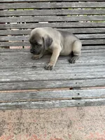 Red collar female, a female Cane Corso for sale in Houston, TX – 2 of 4