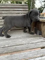 Blue collar male, a male Cane Corso for sale in Houston, TX – 3 of 4