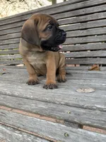Orange collar female, a female Cane Corso for sale in Houston, TX – 2 of 3