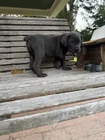 Purple collar female, a female Cane Corso for sale in Houston, TX – 5 of 5