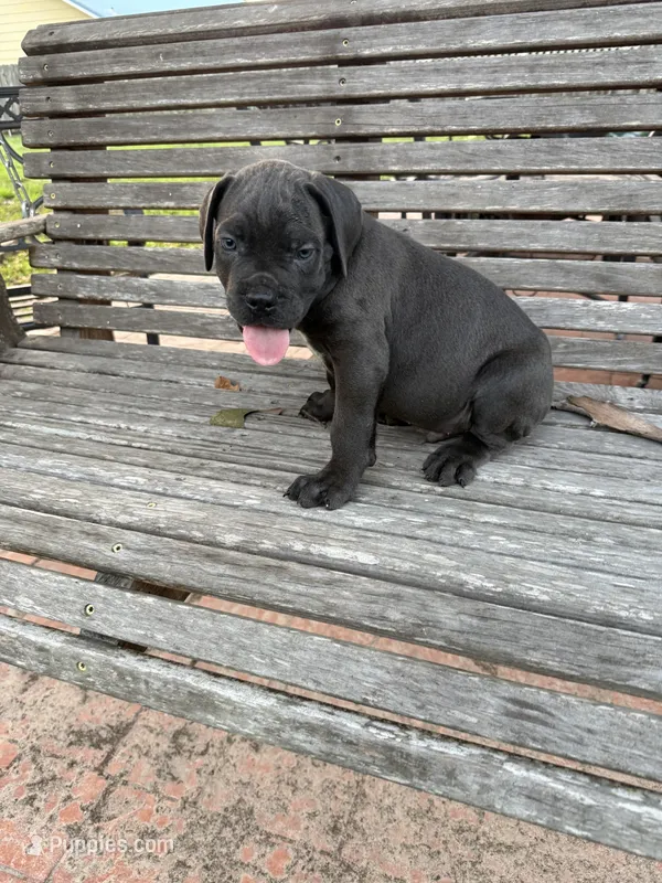 Pink collar female – Cane Corso puppy for sale in Houston, TX