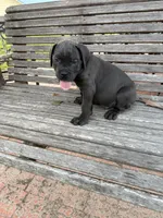 Pink collar female, a female Cane Corso for sale in Houston, TX – 1 of 3