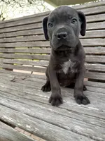 Blue collar male, a male Cane Corso for sale in Houston, TX – 2 of 4