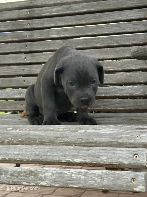 Blue collar male – Cane Corso puppy for sale in Houston, TX