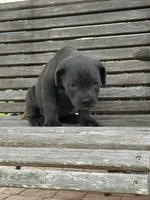 Blue collar male, a male Cane Corso for sale in Houston, TX – 1 of 4