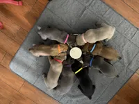 Pink collar female, a female Cane Corso for sale in Houston, TX – 2 of 2