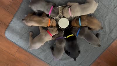 Yellow collar female, a female Cane Corso for sale in Houston, TX – 2 of 2