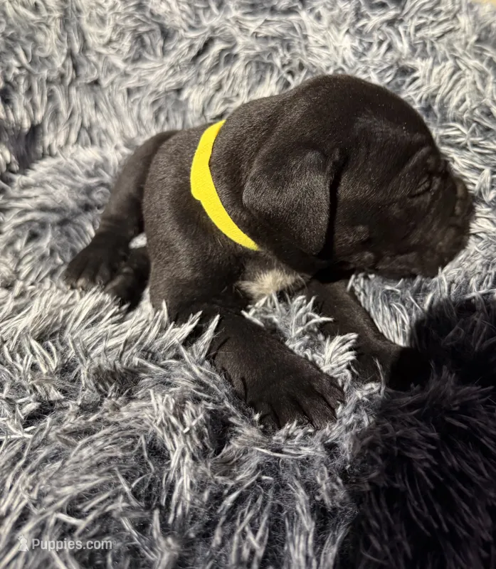 Yellow collar female – Cane Corso puppy for sale in Houston, TX