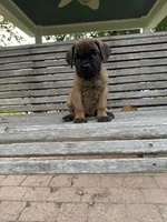 Light Blue collar male, a male Cane Corso for sale in Houston, TX – 3 of 5