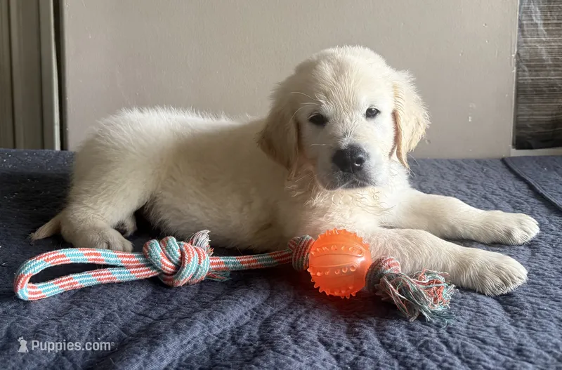 Mr Orange – English Cream Golden Retriever puppy for sale in Palm City, FL