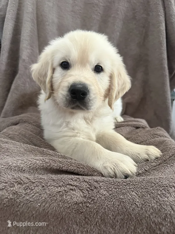 Mr Blue – English Cream Golden Retriever puppy for sale in Palm City, FL