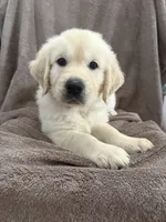 Mr Blue, a male English Cream Golden Retriever for sale in Palm City, FL – 1 of 1