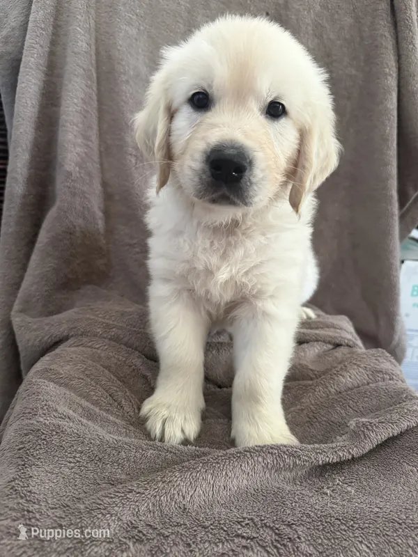 Mr White – English Cream Golden Retriever puppy for sale in Palm City, FL