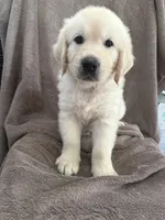 Mr White, a male English Cream Golden Retriever for sale in Palm City, FL – 1 of 1