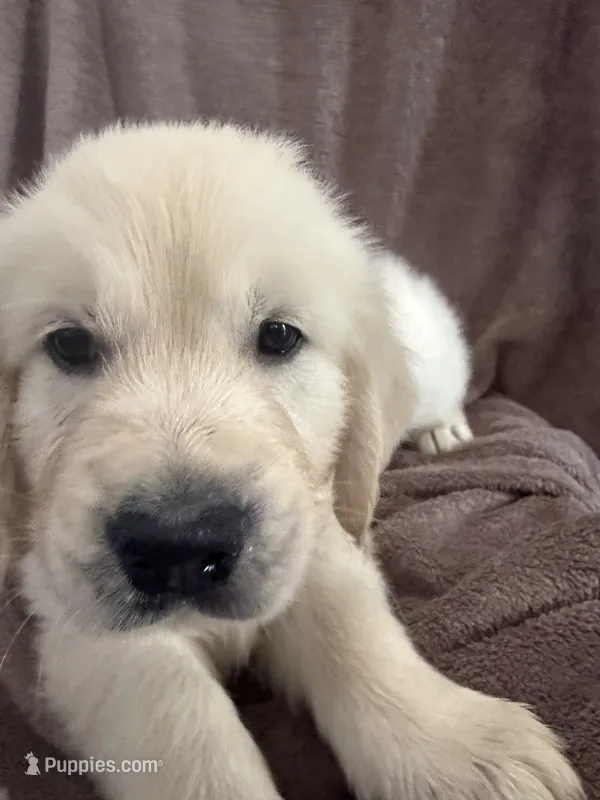 Mr Orange – English Cream Golden Retriever puppy for sale in Palm City, FL