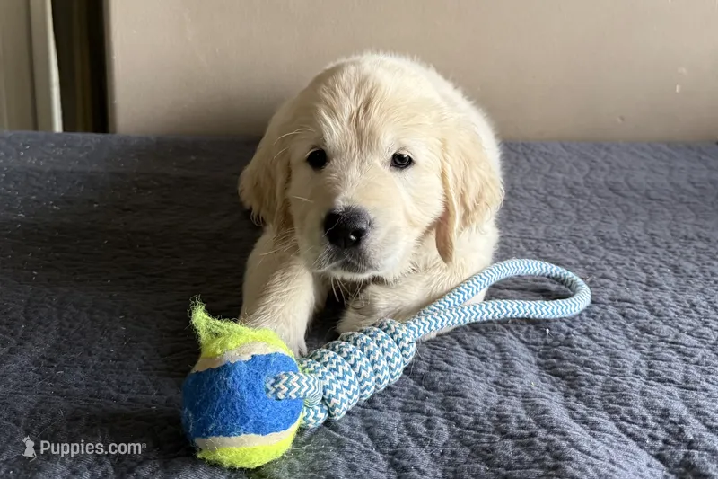 Mr Green – English Cream Golden Retriever puppy for sale in Palm City, FL