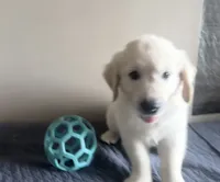 Mr White, a male English Cream Golden Retriever for sale in Palm City, FL – 2 of 6