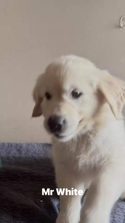 Mr White, a male English Cream Golden Retriever for sale in Palm City, FL – 6 of 6