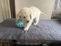 Mr White, a male English Cream Golden Retriever for sale in Palm City, FL – 3 of 6