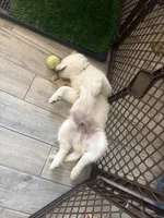 Mr White, a male English Cream Golden Retriever for sale in Palm City, FL – 5 of 6