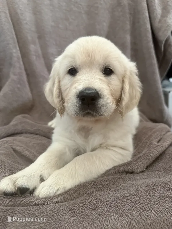Miss Yellow – English Cream Golden Retriever puppy for sale in Palm City, FL