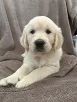 Miss Yellow, a male English Cream Golden Retriever for sale in Palm City, FL – 1 of 1