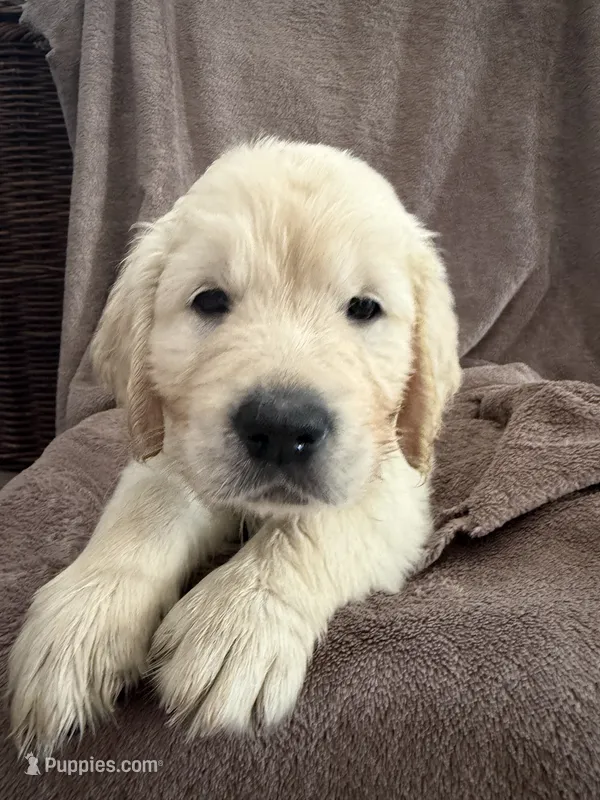 Mr Green – English Cream Golden Retriever puppy for sale in Palm City, FL
