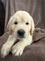 Mr Green, a male English Cream Golden Retriever for sale in Palm City, FL – 1 of 1