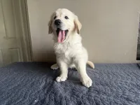 Mr White, a male English Cream Golden Retriever for sale in Palm City, FL – 4 of 6