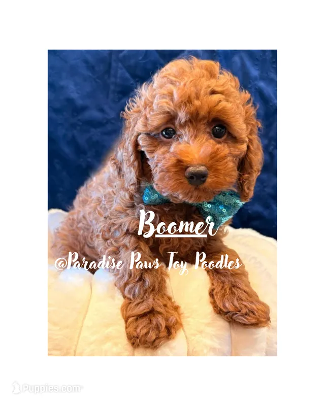 Boomer – Poodle - Toy  puppy for sale in San Diego, CA