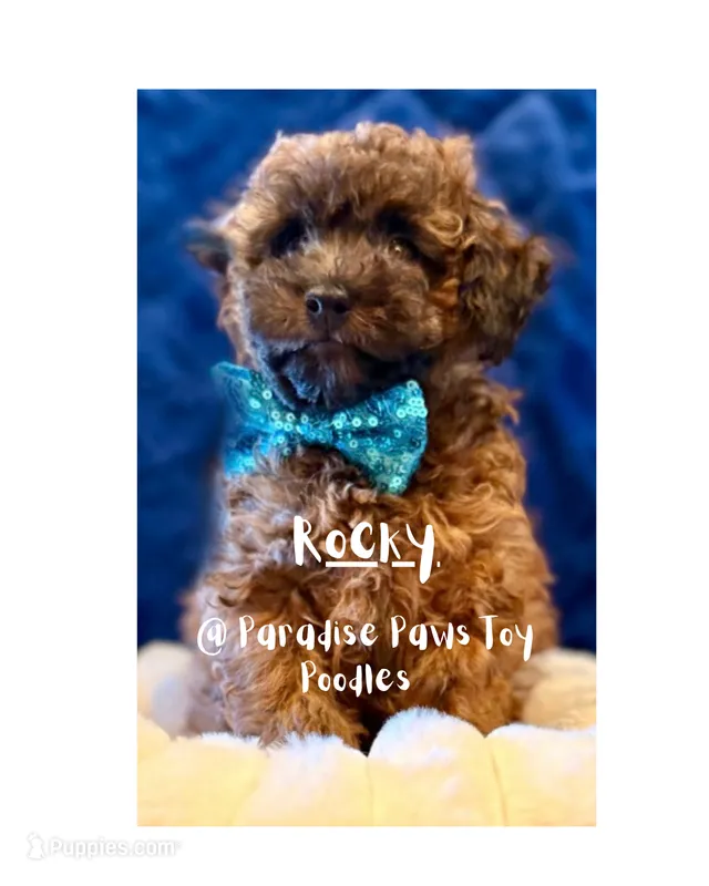 Rocky – Poodle - Toy  puppy for sale in San Diego, CA