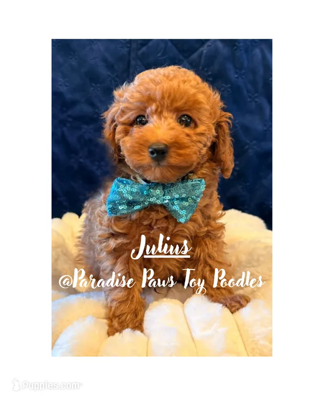 Julius – Poodle - Toy  puppy for sale in San Diego, CA