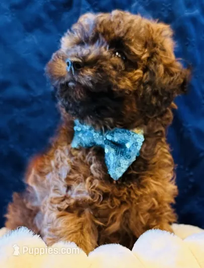 Rocky – Poodle - Toy  puppy for sale in San Diego, CA