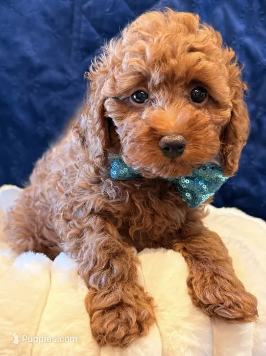 Boomer – Poodle - Toy  puppy for sale in San Diego, CA