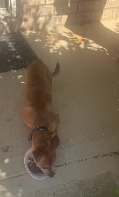 JJ, a male Chiweenie for sale in Stockbridge, GA – 2 of 2