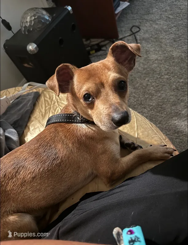 JJ – Chiweenie puppy for sale in Stockbridge, GA