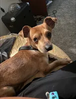 JJ, a male Chiweenie for sale in Stockbridge, GA – 1 of 2