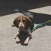Tracker (Beagle Puppy A), a male Beagle for sale in Rhinelander, WI – 9 of 10