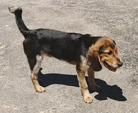 BT (Beagle Puppy C), a male Beagle for sale in Rhinelander, WI – 7 of 10