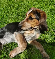 Tracker (Beagle Puppy A), a male Beagle for sale in Rhinelander, WI – 6 of 10