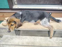 BT (Beagle Puppy C), a male Beagle for sale in Rhinelander, WI – 6 of 10