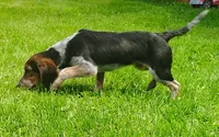 Tracker (Beagle Puppy A), a male Beagle for sale in Rhinelander, WI – 5 of 10
