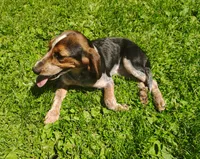 Tracker (Beagle Puppy A), a male Beagle for sale in Rhinelander, WI – 7 of 10